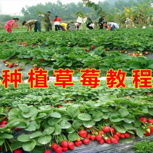 草莓种植技术全套视频教程大全科学培训方法经验大棚栽培教程资料-虚拟资源仓