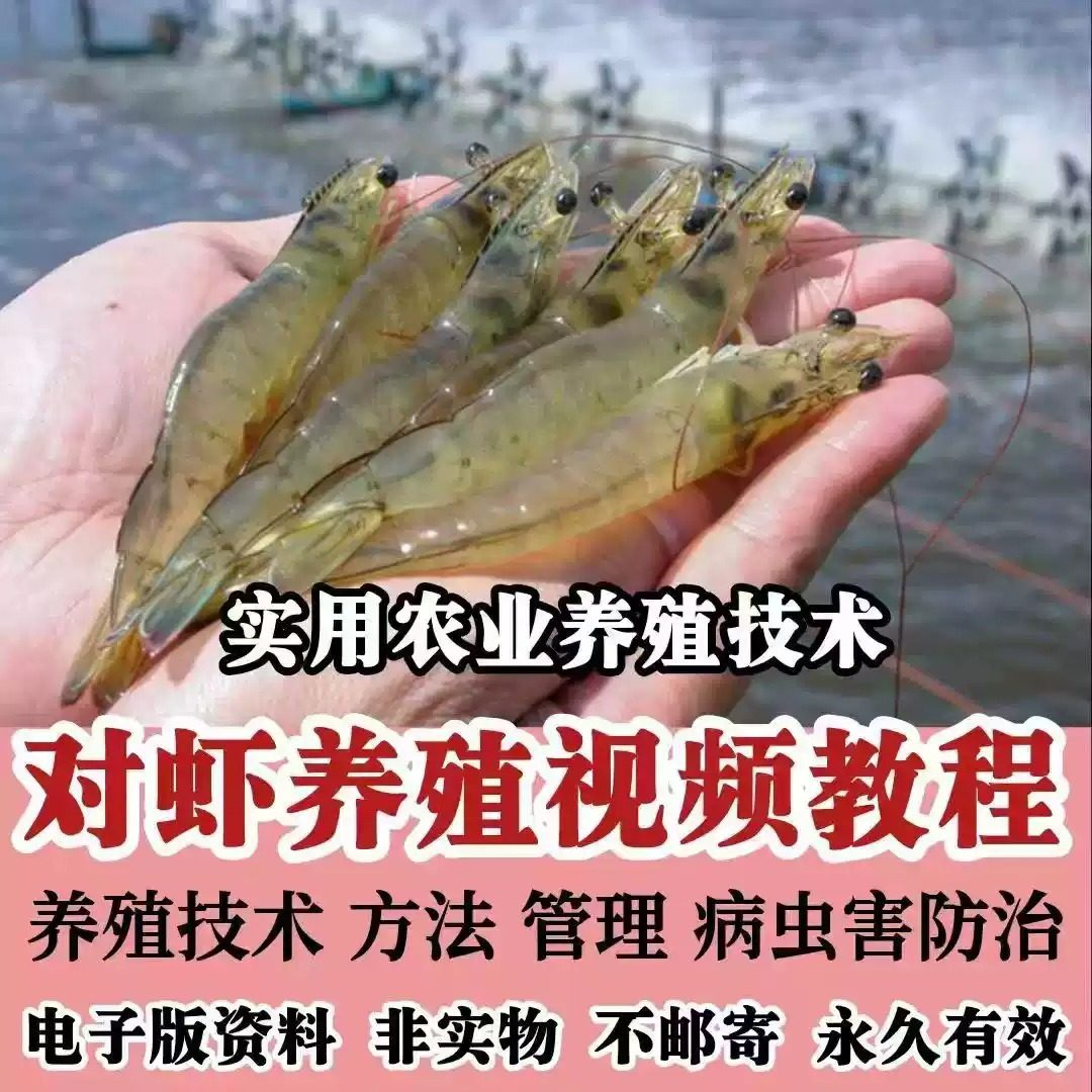 对虾养殖技术视频教学教程水质管理日常养护疾病防治南美白素材-虚拟资源仓