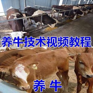 养牛养羊视频教程疾病防治挤奶牛场建设放牧饲养猪技术全套发育-虚拟资源仓