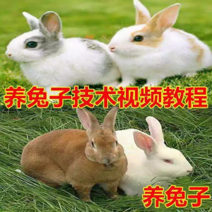 养兔子技术自学全套视频教程大全兔子养殖教程学畜牧养殖视频教程-虚拟资源仓