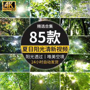 4K夏日阳光透过树叶森林空境升格大自然唯美清新绿叶实拍视频素材-虚拟资源仓